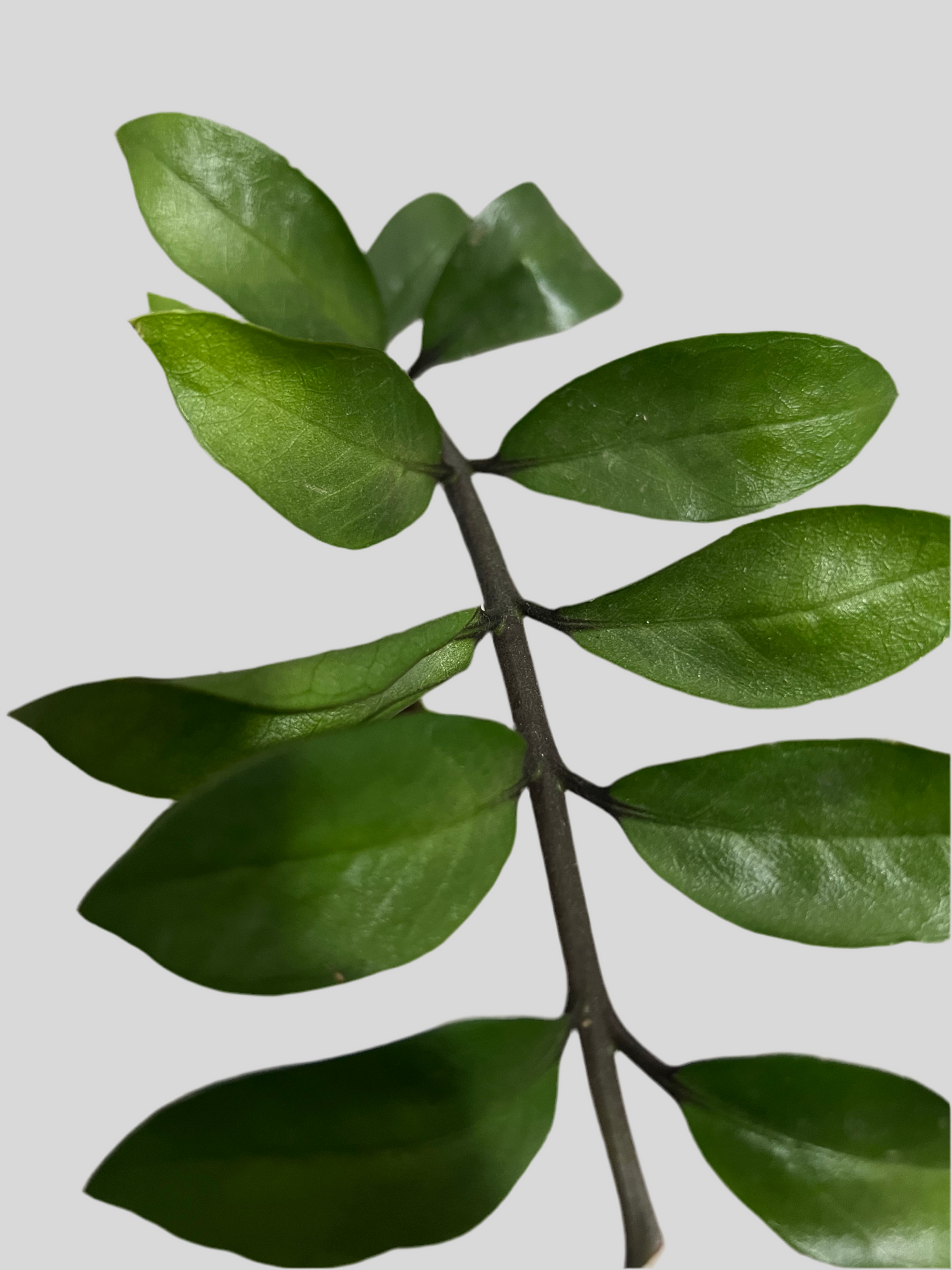 Zamioculcas zamiifolia