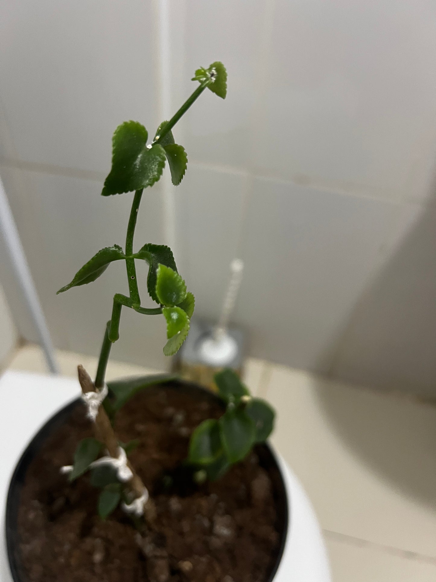 Mother of thousands