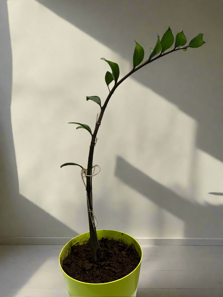 Zamioculcas zamiifolia