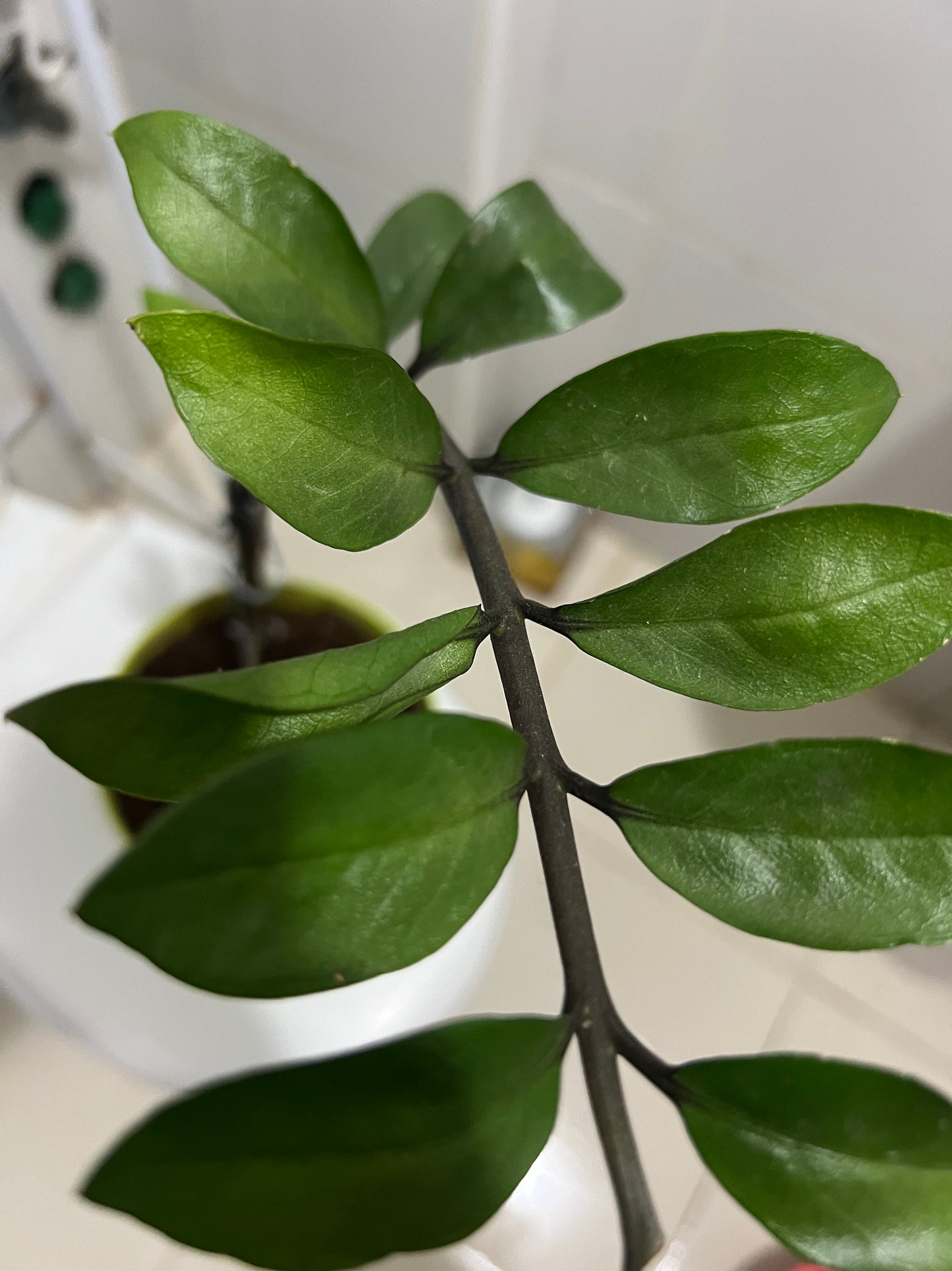 Zamioculcas zamiifolia