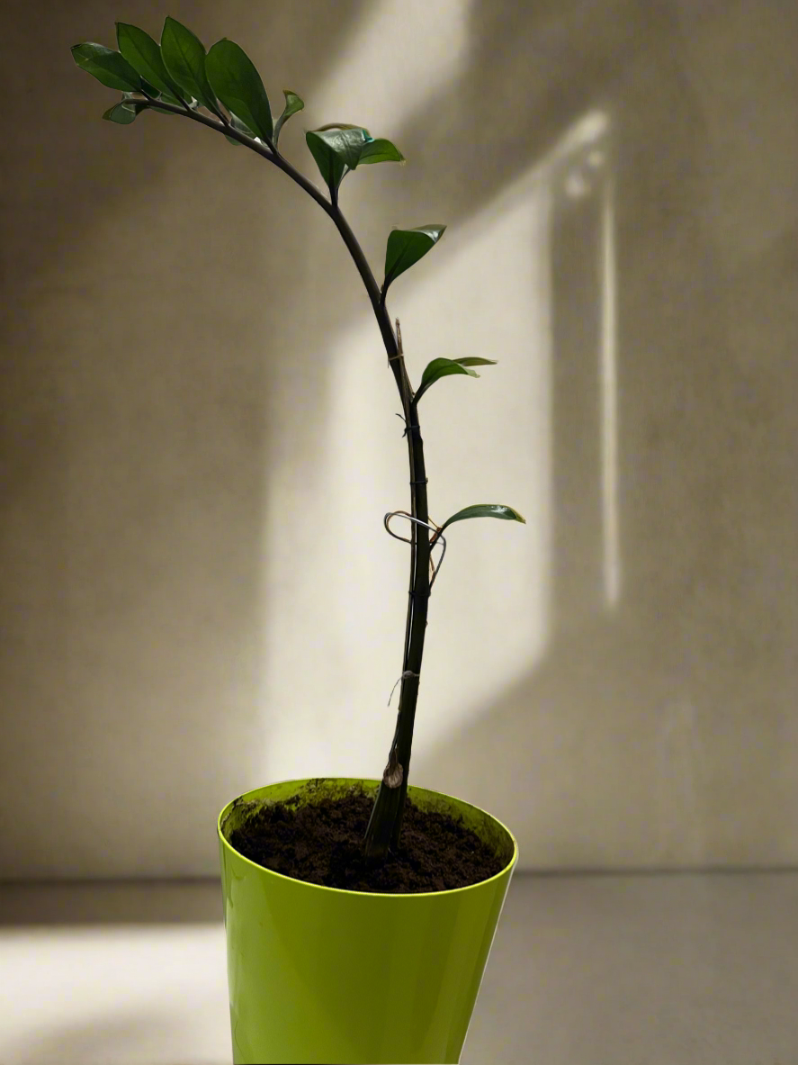 Zamioculcas zamiifolia