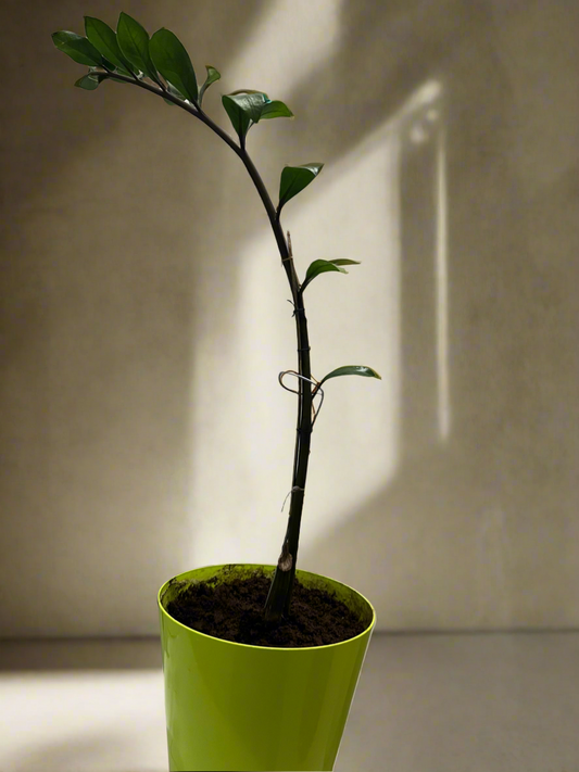 Zamioculcas zamiifolia
